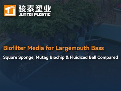 بائیو فیلٹر میڈیا برائے لارج ماؤتھ باس: اسکوائر اسپنج ، موٹاگ بائیوچپ اور فلو...